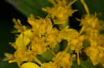 Ouachita Mountain goldenrod